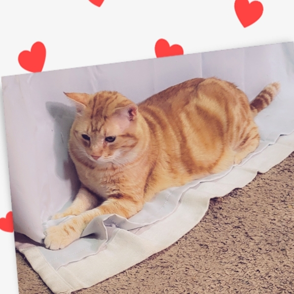 Meet your Posher, Yuli - Picture 4 of 5